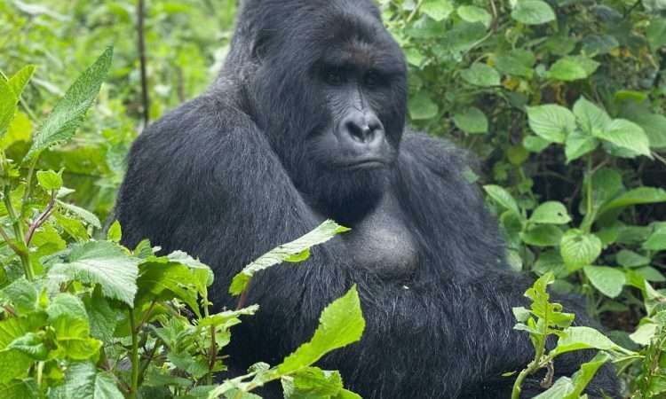5 Days Unforgettable Wildlife & Gorilla Tracking Adventure 5 Trinity safaris uganda gorilla travel