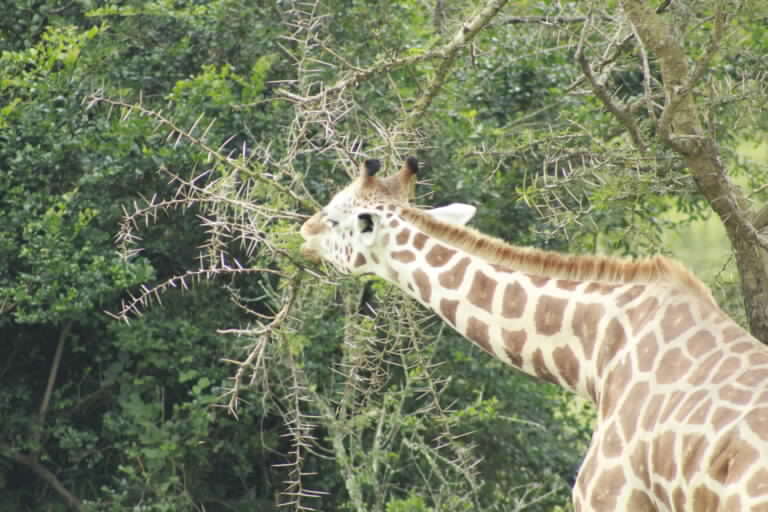 7 Days Memorable Wildlife Rhino Tracking and Cultural Encounter In Uganda 4 MG_1003-768x512