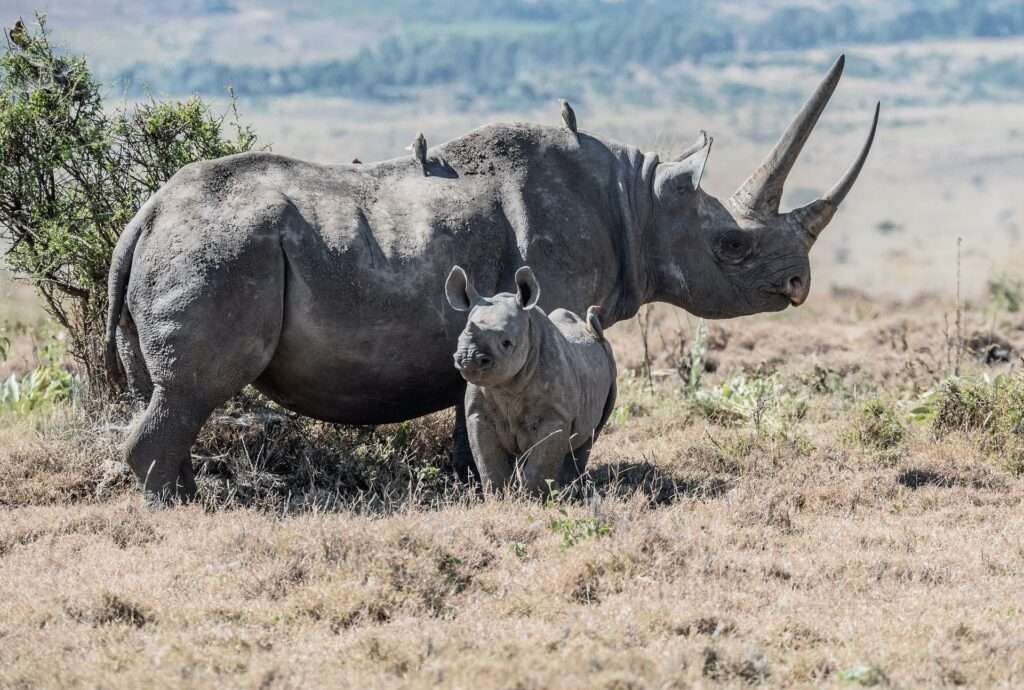 7 Days Memorable Wildlife Rhino Tracking and Cultural Encounter In Uganda 1 david clode zsalJqyCY8M unsplash