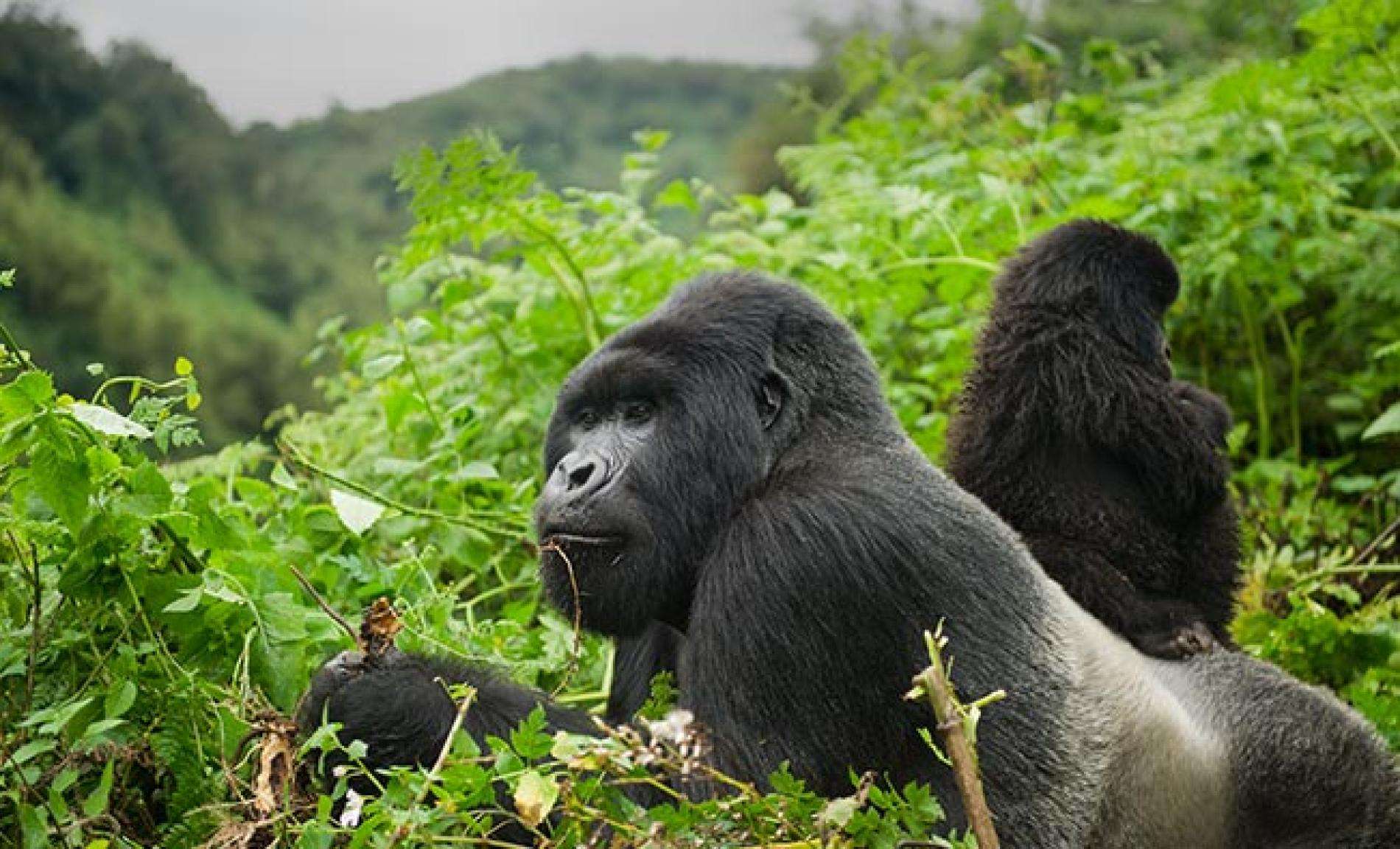 5 Days Unforgettable Wildlife & Gorilla Tracking Adventure 6 great-apes-rwanda.ngsversion.1545341275509.adapt.1900.1