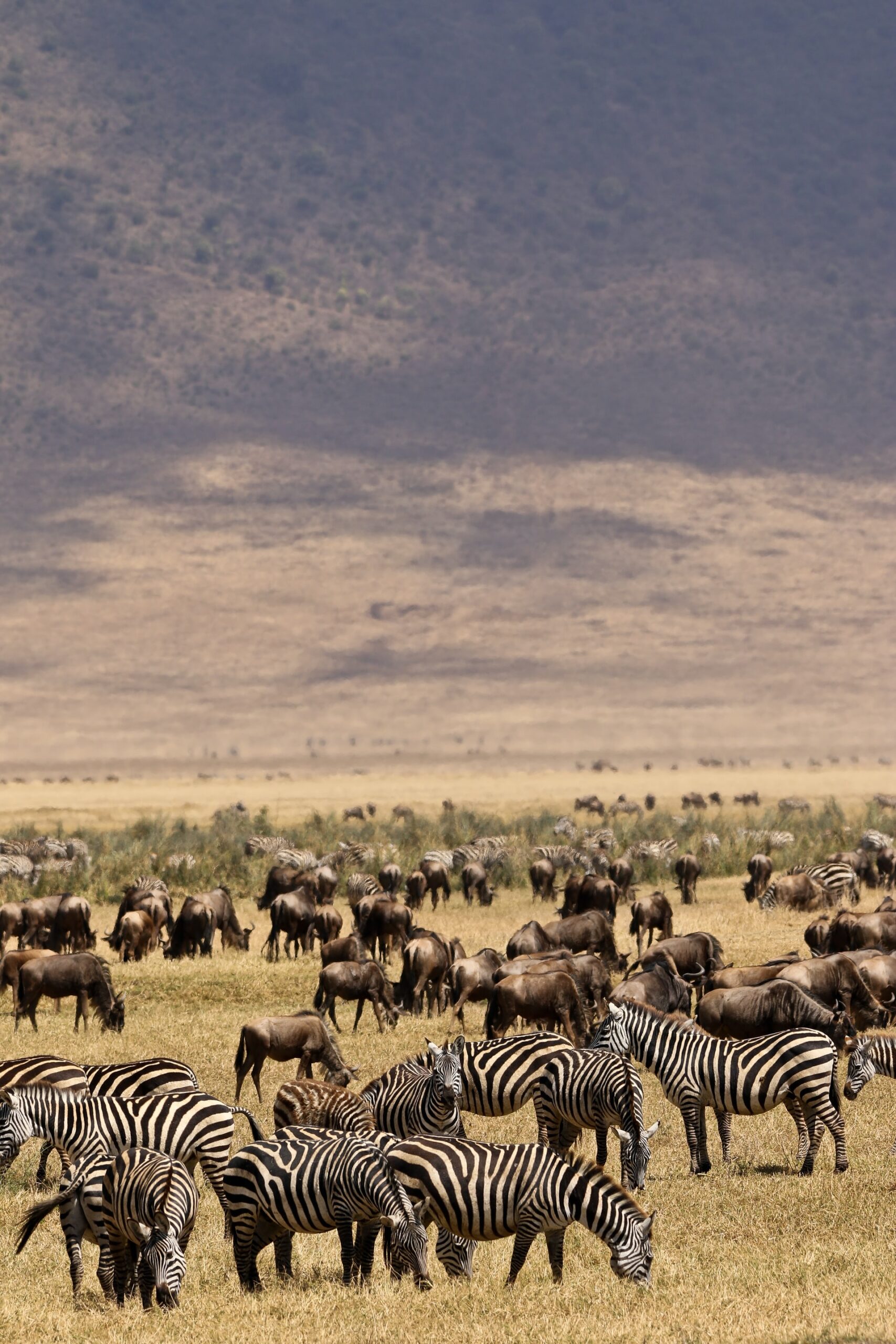 high tea with elephants O3ObJroZb8Q unsplash scaled