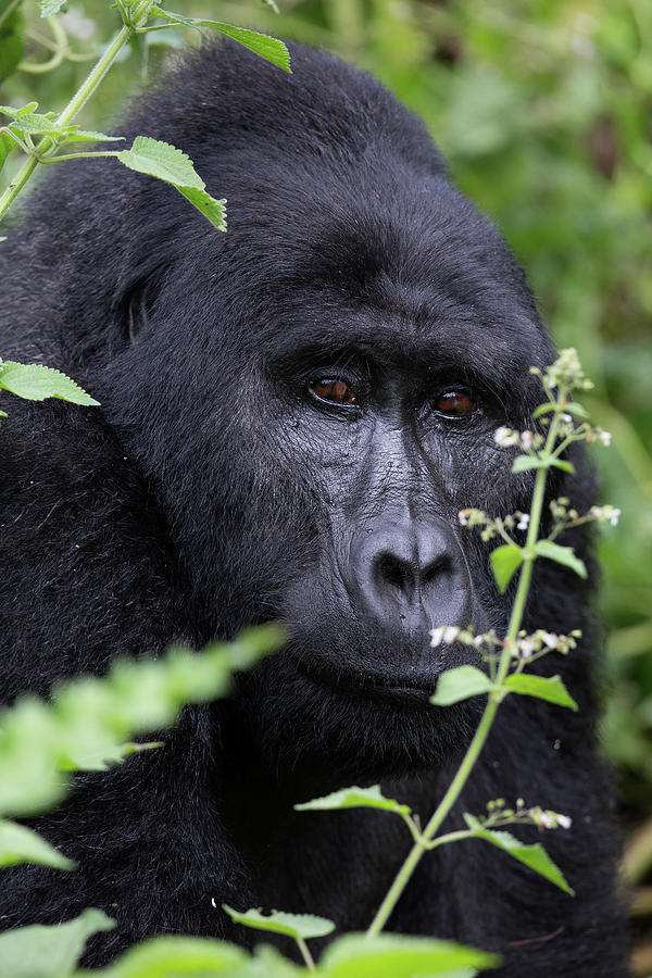silverback gorilla bwindi impenetrable national park uganda