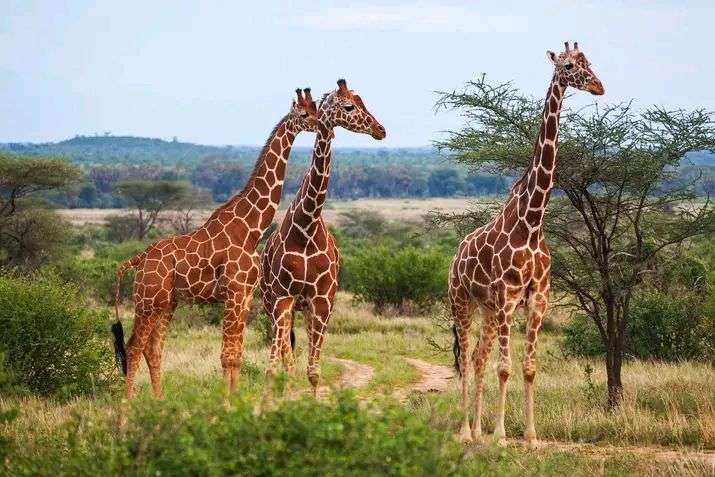 7 Days Kenya wildlife safari tour 1 photo 2022 10 03 14 46 51