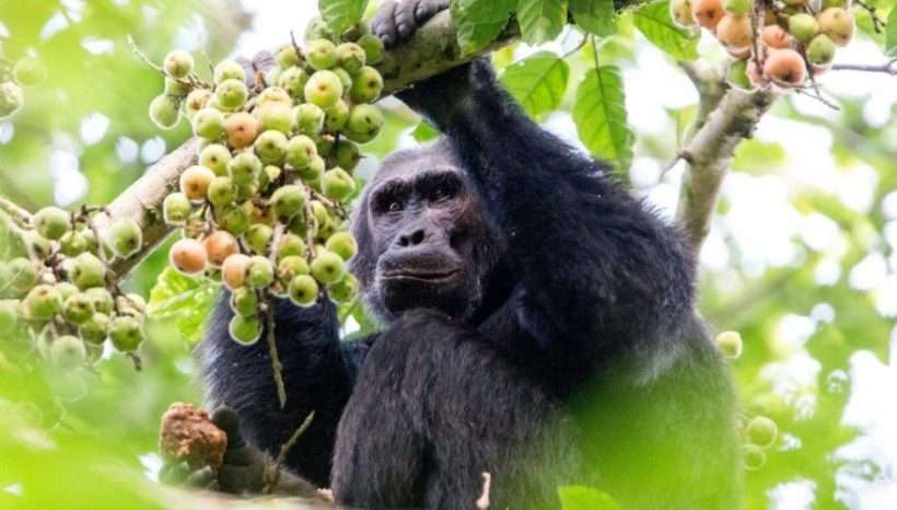 4 Days Nyungwe forest national park and Lake Kivu 2 1642633747243_4-days-chimpanzee-trekking-rwanda
