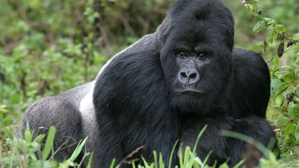 14 Days Explore Uganda and Rwanda Gorilla Trekking Safari 6 Can-I-go-gorilla-trekking-in-2022-1200x675
