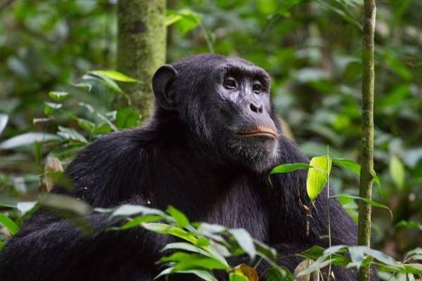 4 Days Nyungwe forest national park and Lake Kivu 4 Gorilla & Chimp Trekking in Uganda