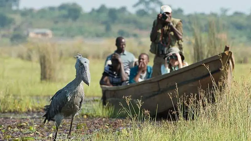 Mabamba Swamp Tours in Uganda
