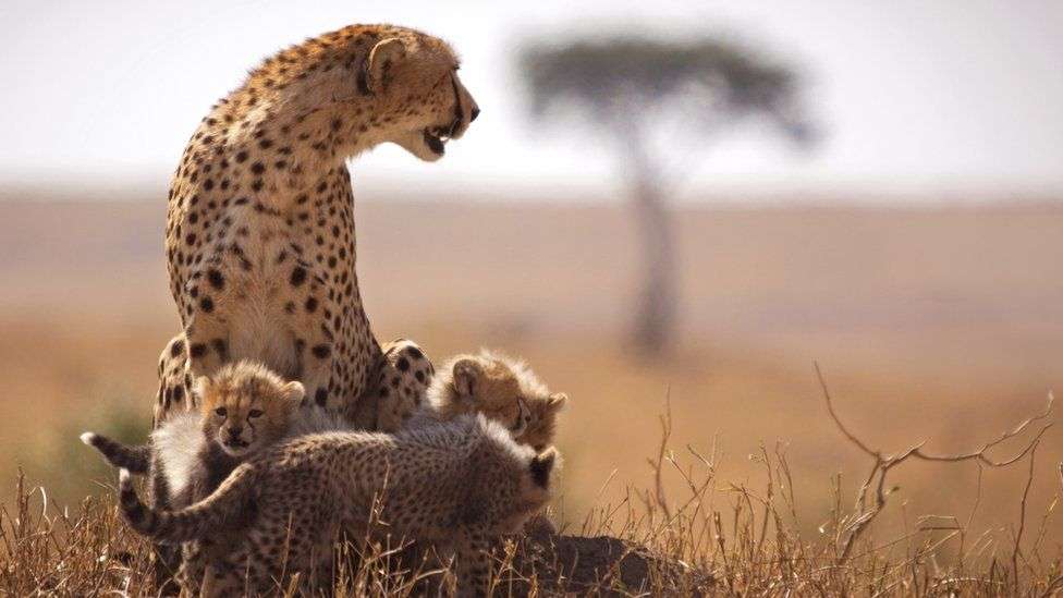 20 Days Best Uganda Classic Safari 5 Uganda safari packages 2024