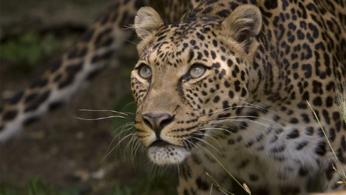 21 days Uganda Safari – Experience Uganda 2 Uganda safari packages 2024