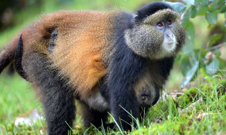 4 Days Golden monkeys And Gorilla Trekking Safari 3 Goldecns-750x450