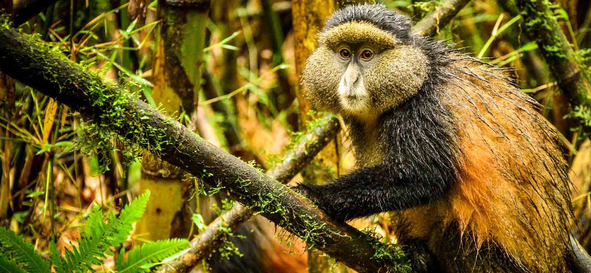 4 Days Golden monkeys And Gorilla Trekking Safari 5 Golden-Monkey-Trekking-in-Rwanda