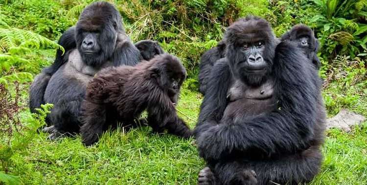 14 Days Explore Uganda and Rwanda Gorilla Trekking Safari 2 Uganda safari packages 2024