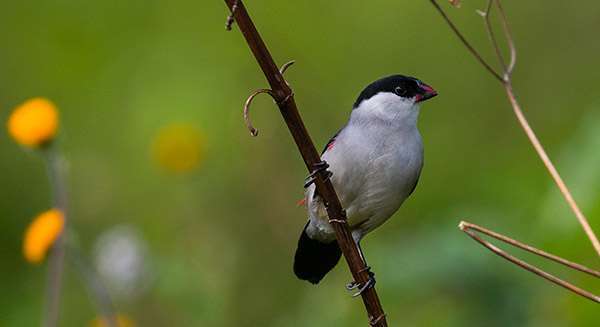 14 Days Uganda Birding Safari Experience 4 Rwanda-Birding-Tours