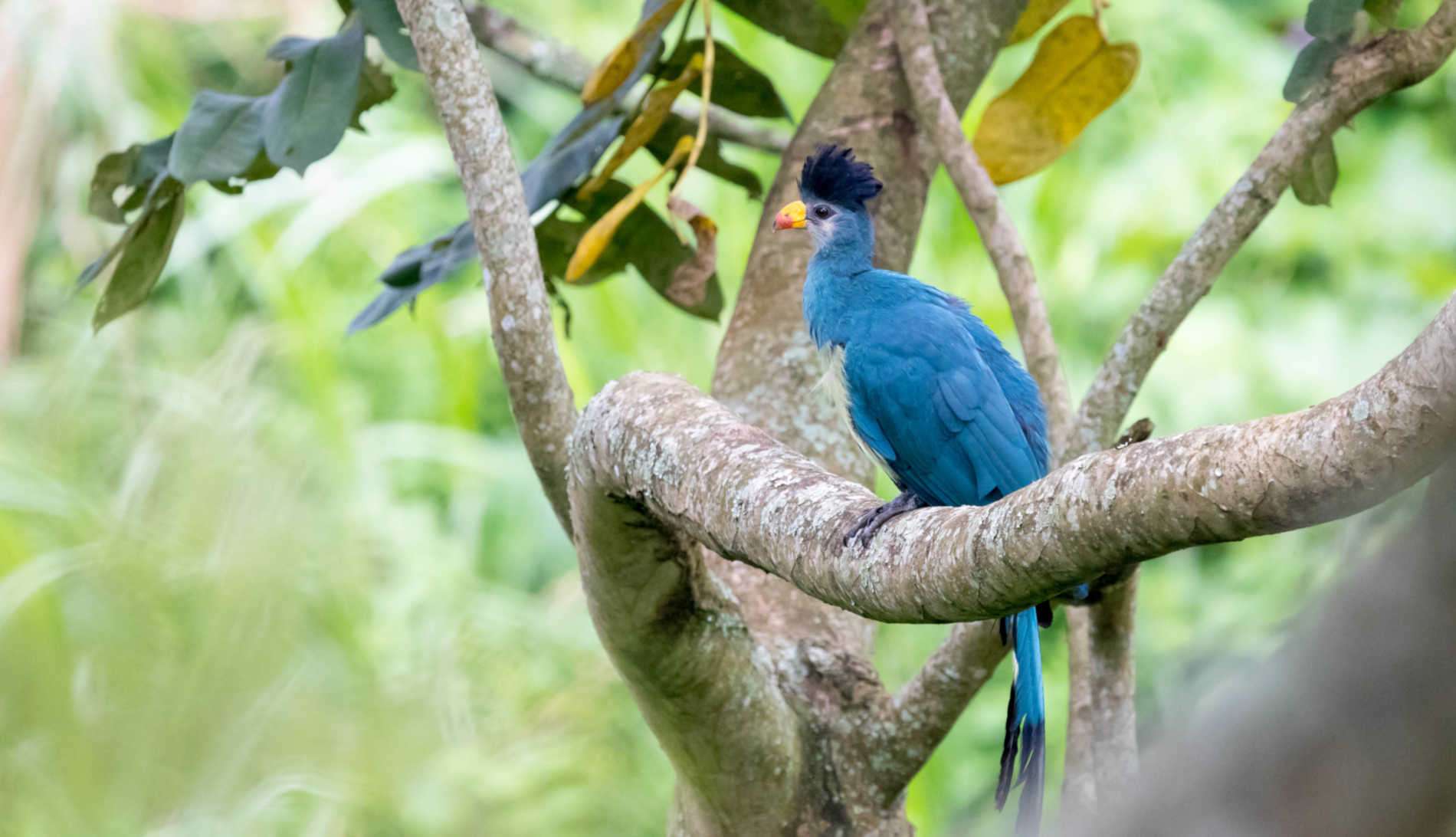 14 Days Uganda Birding Safari Experience 5 14 Days Uganda Birding Safari Experience