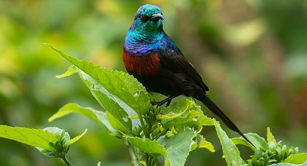 14 Days Uganda Birding Safari Experience 2 Uganda safari packages 2024