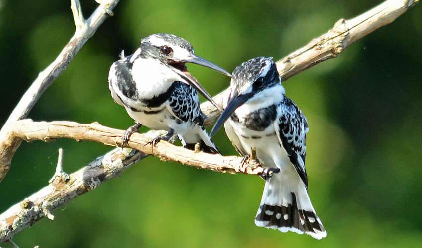 14 Days Uganda Birding Safari Experience 3 Uganda safari packages 2024