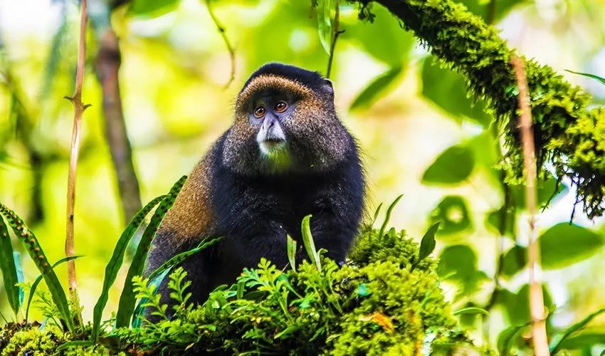 4 Days Golden monkeys And Gorilla Trekking Safari 6 frequently-asked-questions-about-golden-monkey-trekking-in-mgahinga