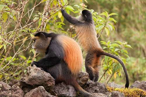 4 Days Golden monkeys And Gorilla Trekking Safari 2 4 Days Golden monkeys And Gorilla Trekking Safari