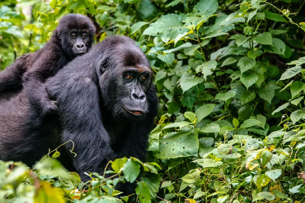 14 Days Explore Uganda and Rwanda Gorilla Trekking Safari 1 gorilla trekking forest