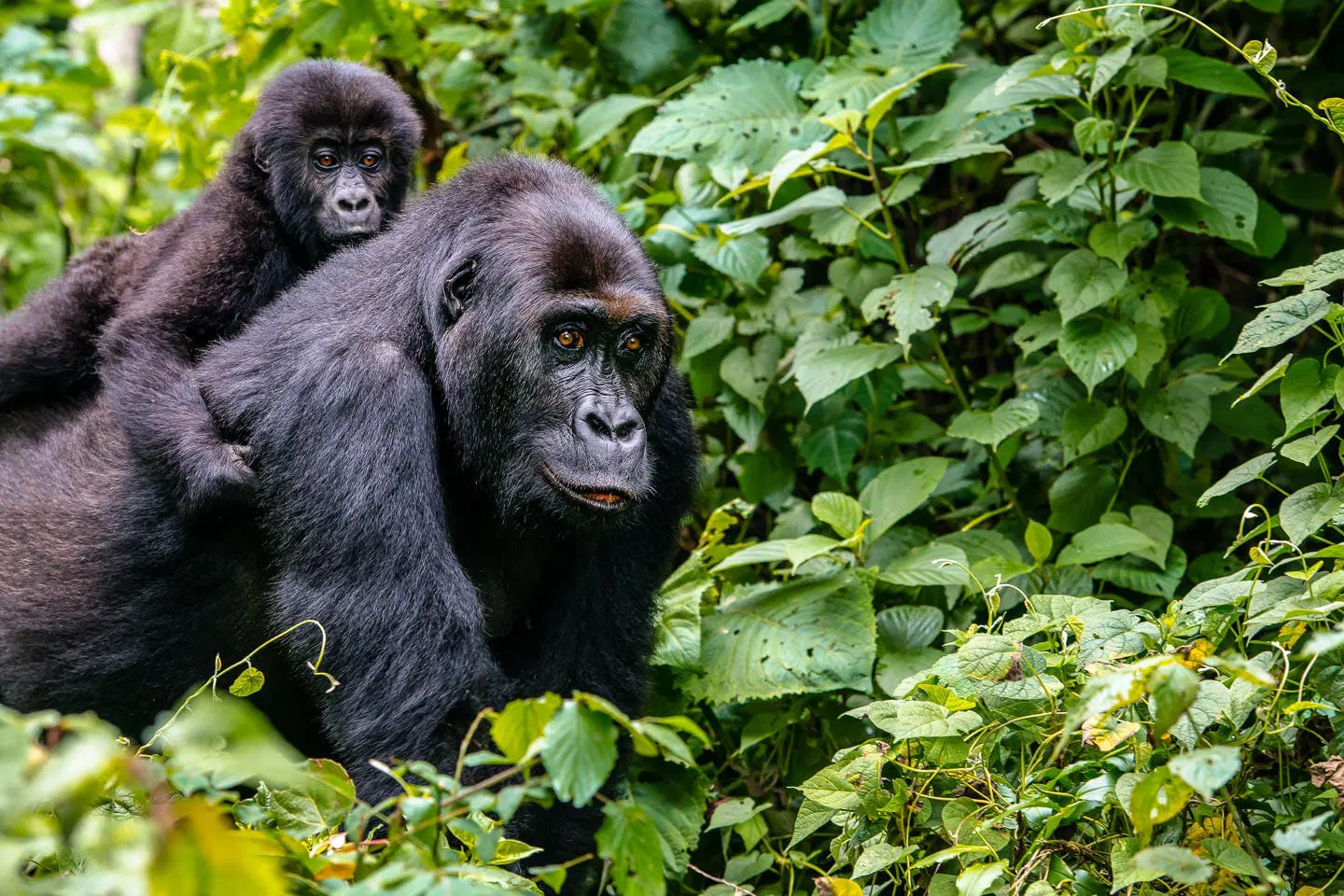 14 Days Explore Uganda and Rwanda Gorilla Trekking Safari 4 gorilla-trekking-forest