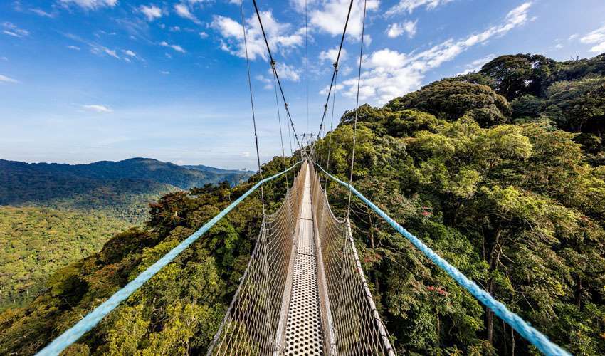 Hiking in Nyungwe Forest National Park In Rwanda