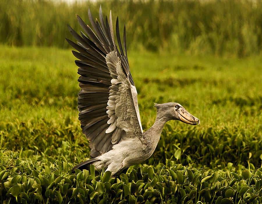 21 days Uganda Safari – Experience Uganda 3 Uganda safari packages 2024