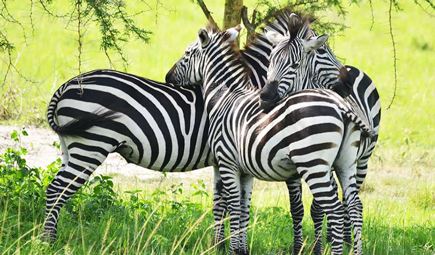 Places to Visit in Uganda