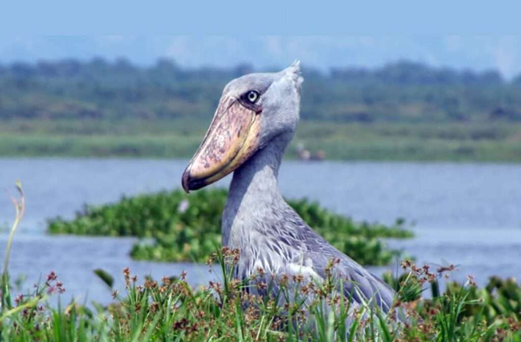 14 Days Uganda Birding Safari Experience 1 shoebills