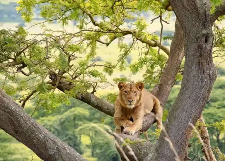 Uganda Safari Tour Packages