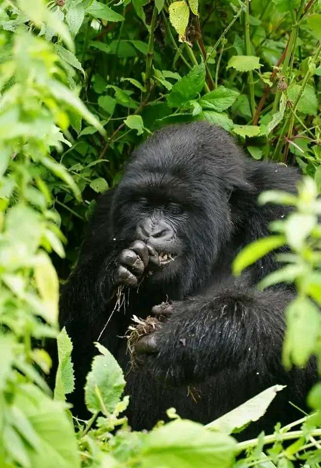 gorilla trekking