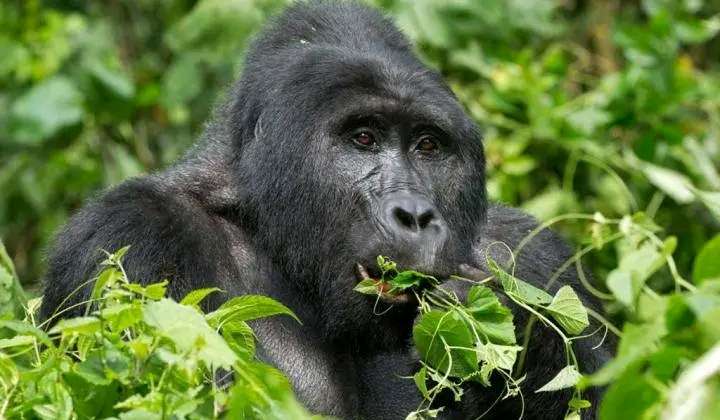GORILLA TREKKING