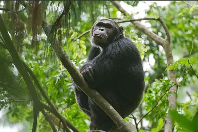 10 Days Rwanda Primate Safari 11 chimp nyunguwe