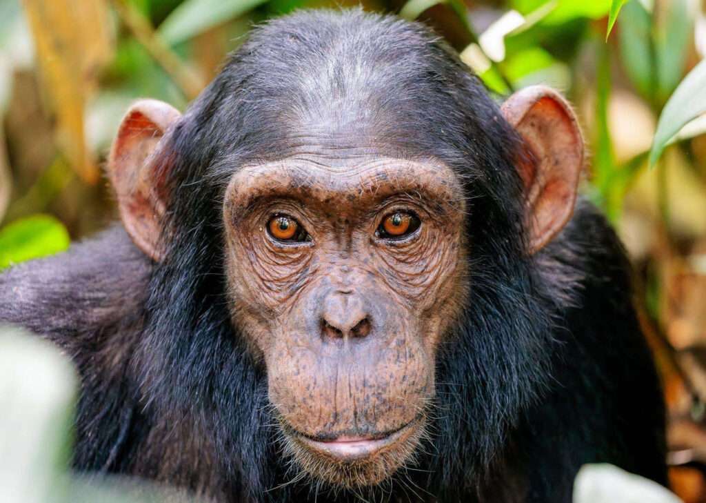 Uganda Safari Packages 2024