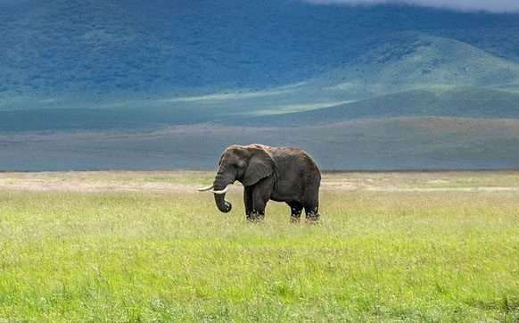 Tanzania Safari Tour Packages