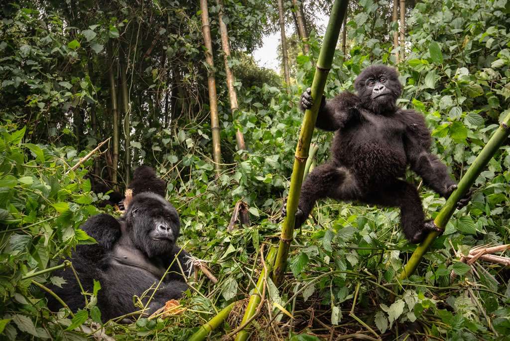 12 Days Volcanoes and Akagera Park Safari 1 gfv