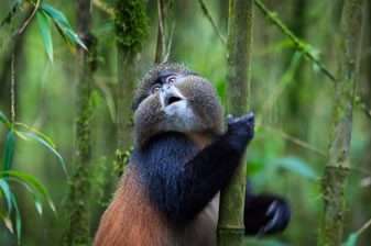 10 Days Rwanda Primate Safari 2 goldenmonkey