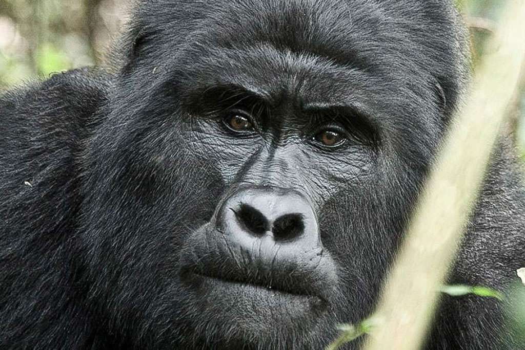 15 Days Best of Uganda and Rwanda Safari 1 gorilla rwanda