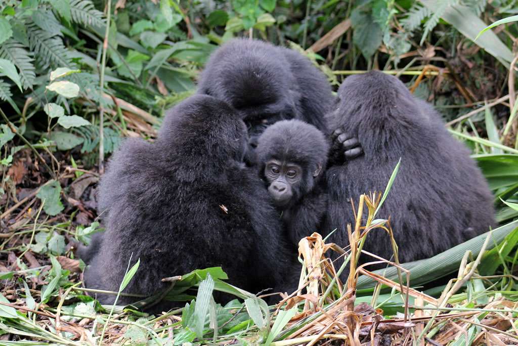 10 Days Rwanda Primate Safari 1 gorillasrwanda