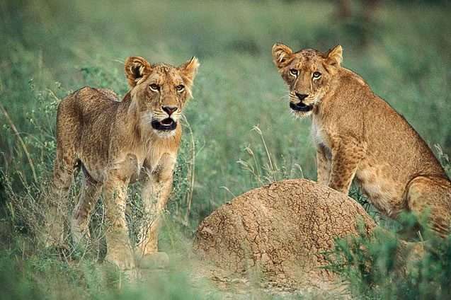 10 Days Rwanda Primate Safari 10 litle lions