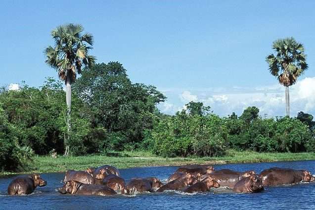 15 Days Best of Uganda and Rwanda Safari 10 lots of hippos