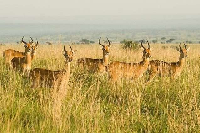 12 Days Volcanoes and Akagera Park Safari 11 queen elizabeth