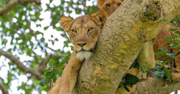 5-Day Uganda Wildlife Encounter Safari 1 569ikjm
