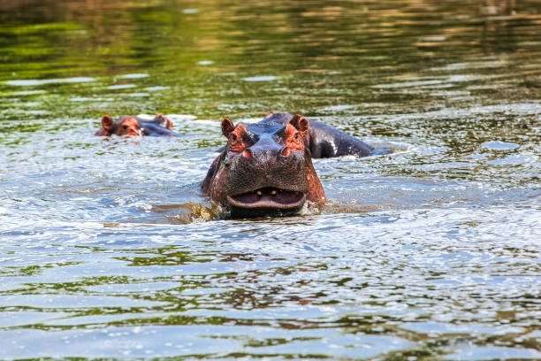 5-Day Uganda Wildlife Encounter Safari 6 Hippopotamus