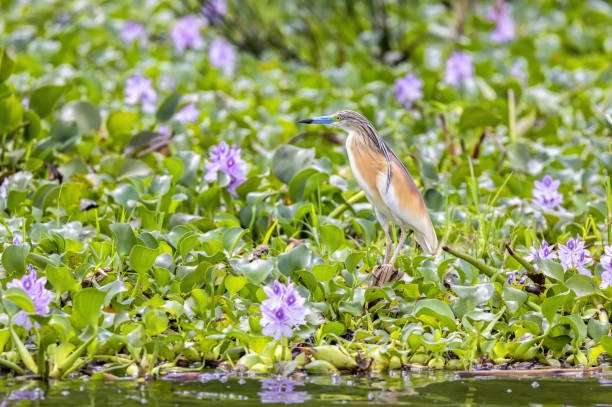 7 Days Birding & Murchison Falls 6 Squacco heron, Ardeola ralloides