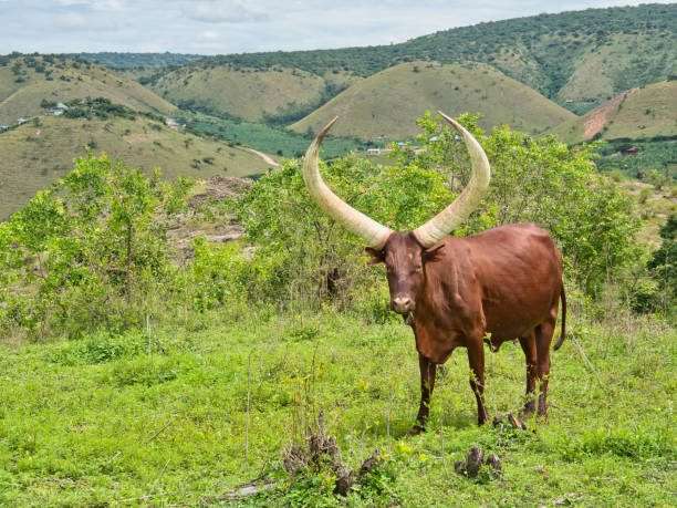 5-Day Uganda Wildlife Encounter Safari 3 Lake Mburo National