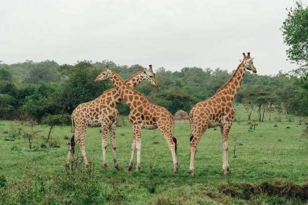 5-Day Uganda Wildlife Encounter Safari 2 Lake Mburo National Park