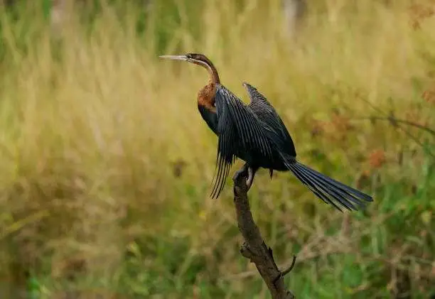 7 Days Birding & Murchison Falls 3 African Darter