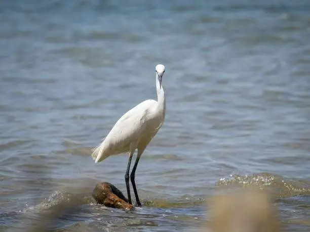 7 Days Birding & Murchison Falls 4 A Little egret