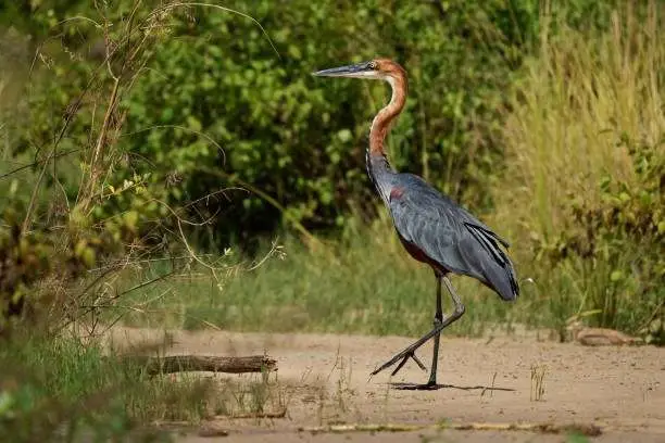 7 Days Birding & Murchison Falls 2 Goliath Heron - Ardea goliath also Giant heron