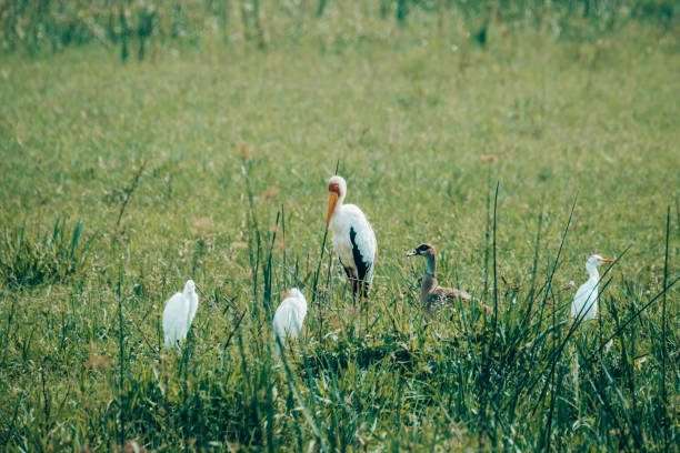 7 Days Birding & Murchison Falls 5 A Yellow-billed Stork amid egrets foraging in Uganda's grassy wetlands.
